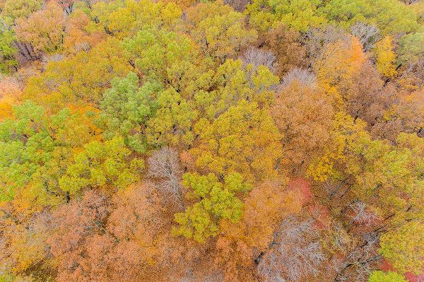 Day, Richard and Susan 아티스트의 Aerial view of fall color-Marion County-Illinois작품입니다.